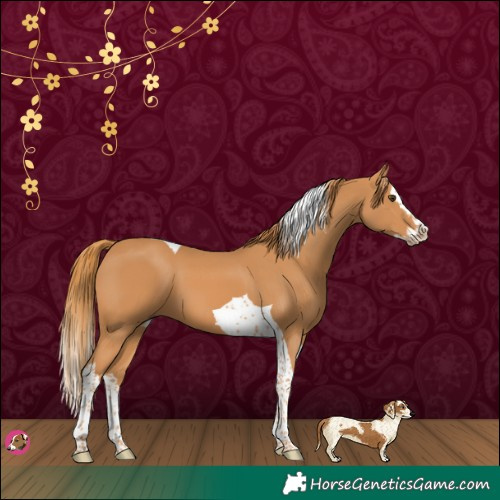 Horse Color:Chestnut Splash Tobiano 
