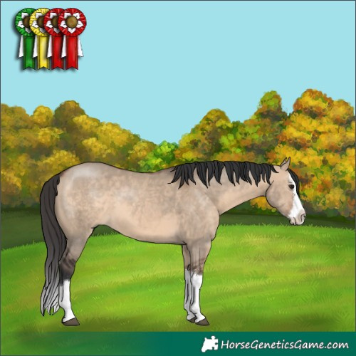 Horse Color:Brown Dun Sabino Splash 