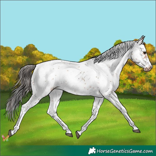 Horse Color:White Spotted Bay Sabino Frame 