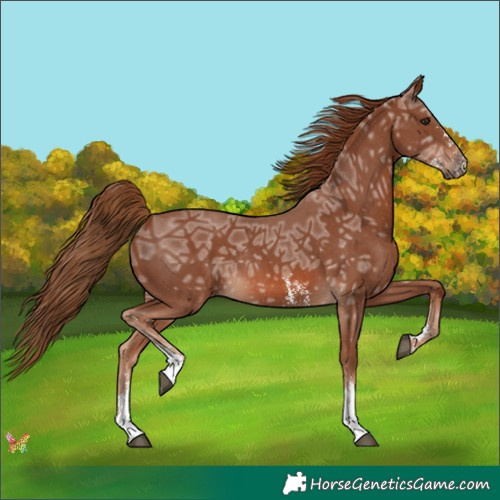 Horse Color:Chestnut Ice Sabino Rabicano 