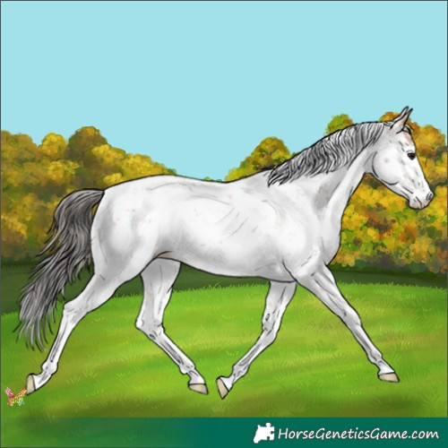 Horse Color:Bay Ice Sabino 