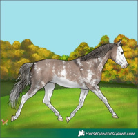 Horse Color:Liver Red Dun Mushroom Sabino Splash 