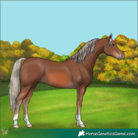 Horse Color:Chestnut Mushroom 