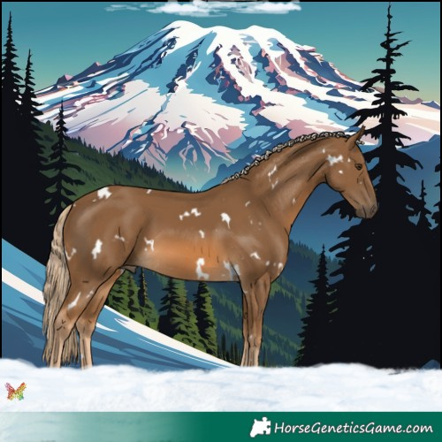 Horse Color:White Spotted Chocolate Palomino 