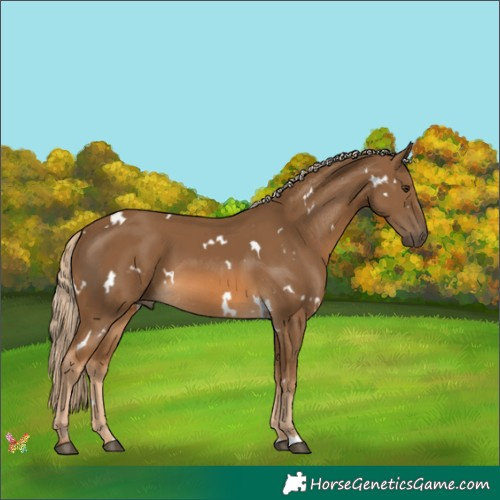 Horse Color:White Spotted Chocolate Palomino 