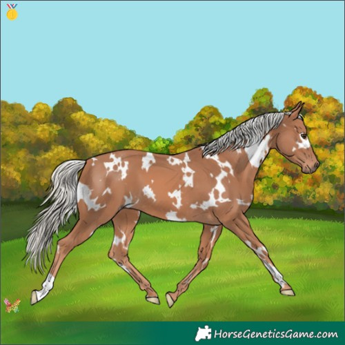 Horse Color:White Spotted Chestnut Mushroom 