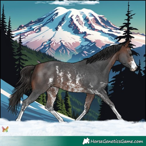 Horse Color:Bay Sabino 