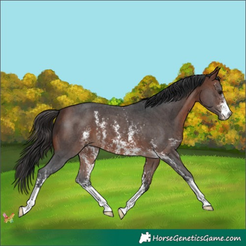 Horse Color:Bay Sabino 