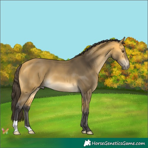 Horse Color:Buckskin Mushroom 