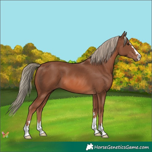 Horse Color:Chestnut Mushroom 