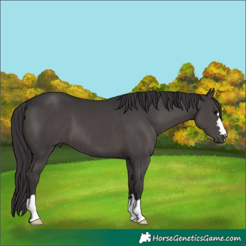 Horse Color:Smoky Black 