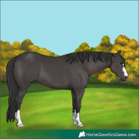 Horse Color:Smoky Black 