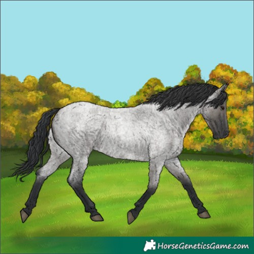 Horse Color:Grullo Roan 