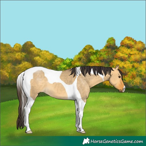 Horse Color:Buckskin Dun Tobiano 