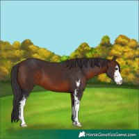 Horse Color:Brown Sabino