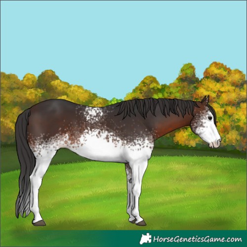 Horse Color:White Spotted Brown