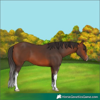 Horse Color:Bay Sabino 