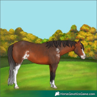 Horse Color:Bay Sabino 