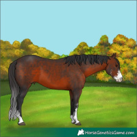 Horse Color:Brown Sabino