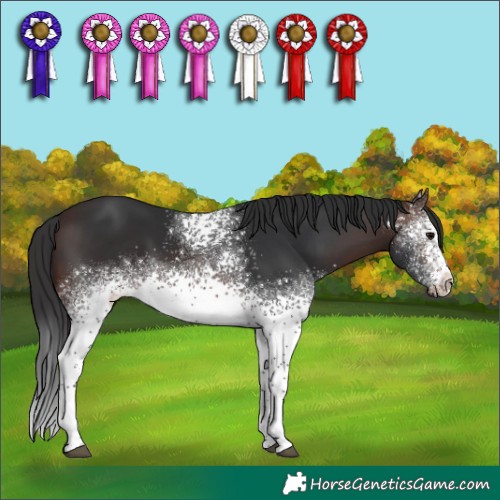 Horse Color:White Spotted Brown 