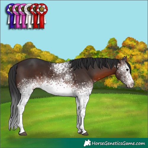 Horse Color:White Spotted Brown 