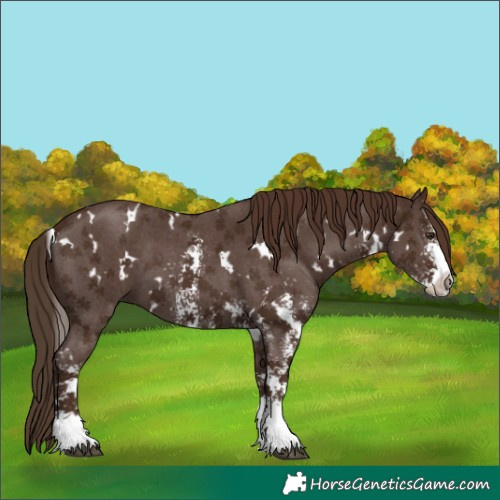 Horse Color:White Spotted Liver Chestnut Sabino 