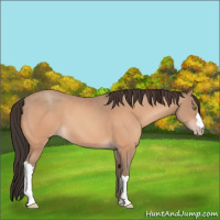 Horse Color:Sable Champagne 