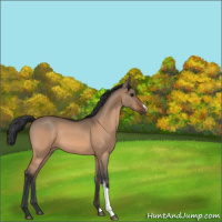 Horse Color:Bay Dun