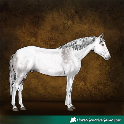 Horse Color:Gray Bay Splash Tobiano Frame 