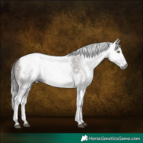 Horse Color:Gray Bay Splash Tobiano Frame 