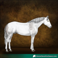 Horse Color:Gray Bay Splash Tobiano Frame 