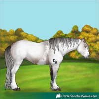 Horse Color:Gray Bay Sabino Rabicano 