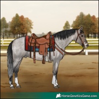 Horse Color:Brown Roan Dun Sabino 