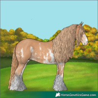 Horse Color:Chestnut Sabino 