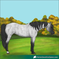 Horse Color:Unknown