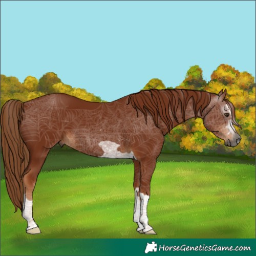 Horse Color:Gray Chestnut 