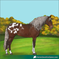 Horse Color:Silver Brown Tobiano Appaloosa 