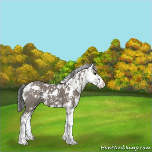 Horse Color:Grullo Sabino 