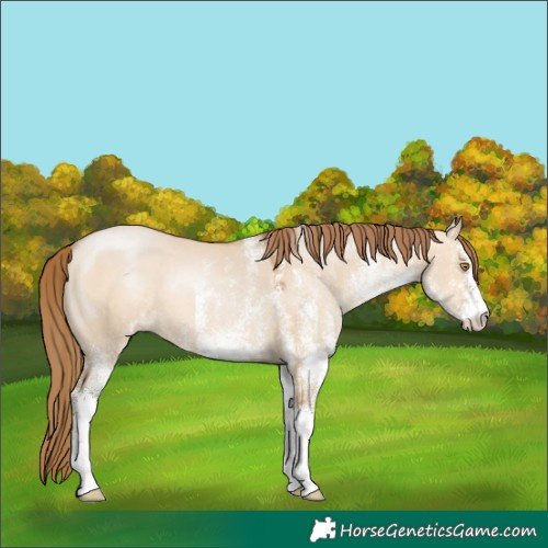 Horse Color:White Spotted Brown Pearl Dun 