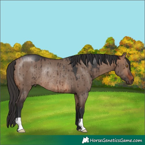 Horse Color:Brown Dun Rabicano Brindle 