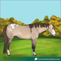 Horse Color:Brown Dun Sabino Appaloosa 