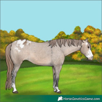 Horse Color:Brown Dun Sabino Appaloosa 