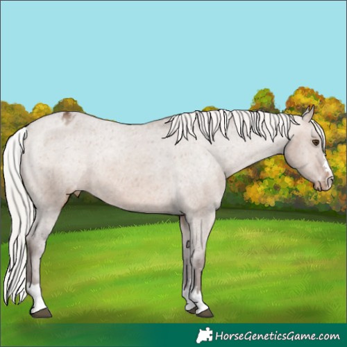 Horse Color:Silver Brown Dun Appaloosa 