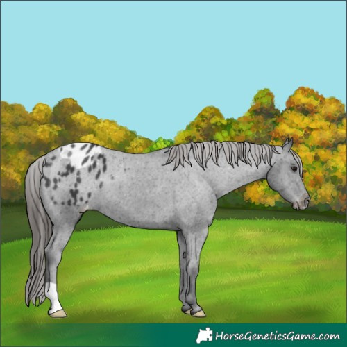 Horse Color:Black Appaloosa 