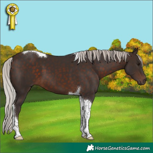 Horse Color:Silver Brown Tobiano 