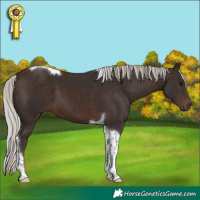 Horse Color:Silver Brown Tobiano