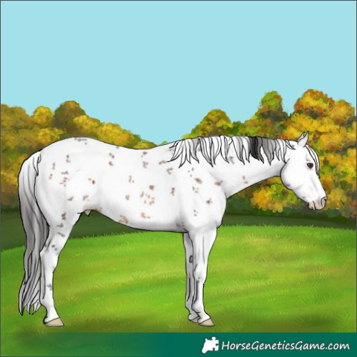 Horse Color:White Spotted Brown Sabino 