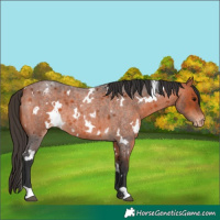 Horse Color:White Spotted Bay Roan Appaloosa