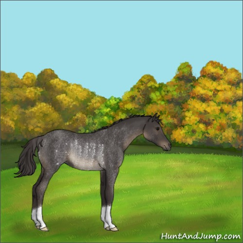 Horse Color:Smoky Blue Roan Rabicano 