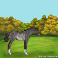 Horse Color:Smoky Blue Roan Rabicano 